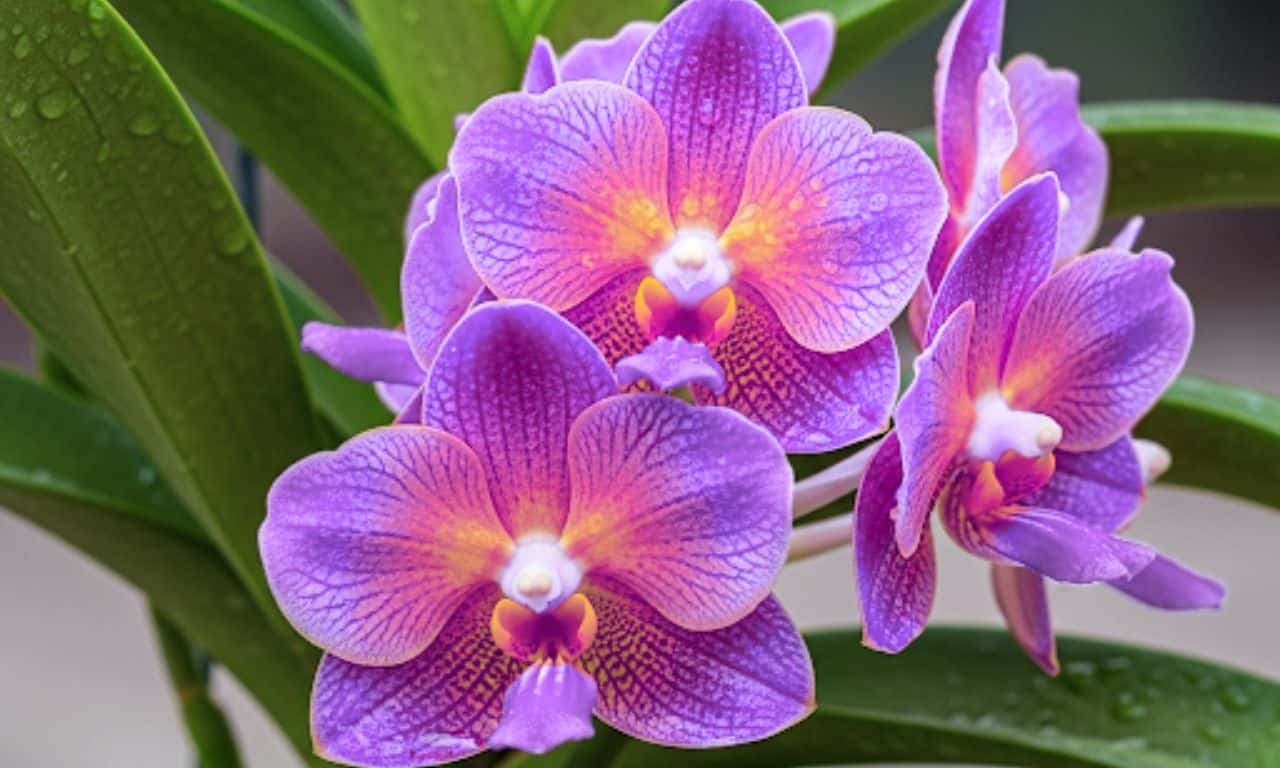Een nieuwe pot voor je orchidee: De 3 stappen om je orchidee succesvol te verpotten na de bloei.